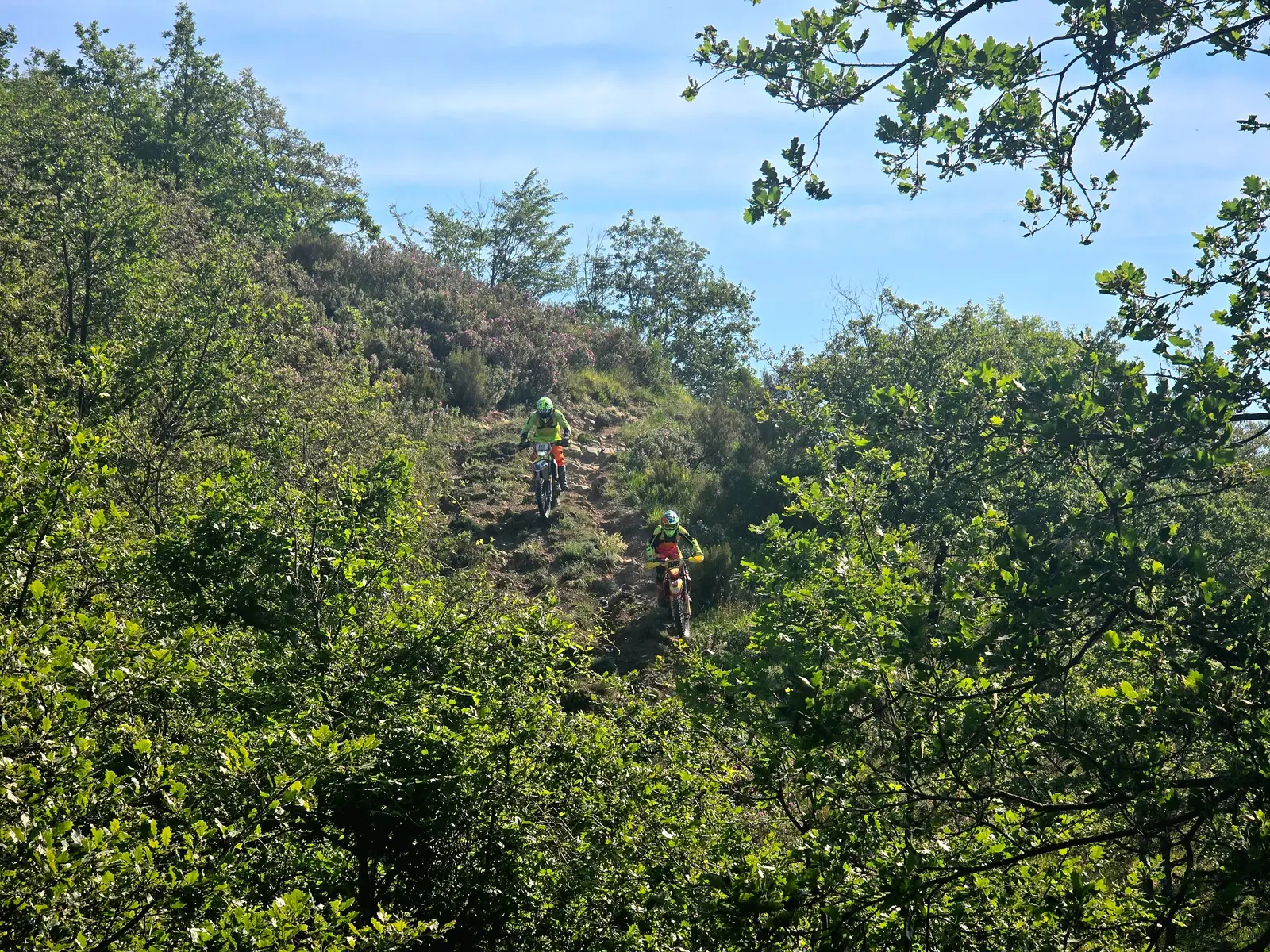 Schmaler Pfad durch den Wald, weit unten das Meer